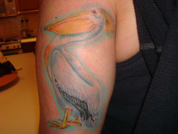 pelican tattoo