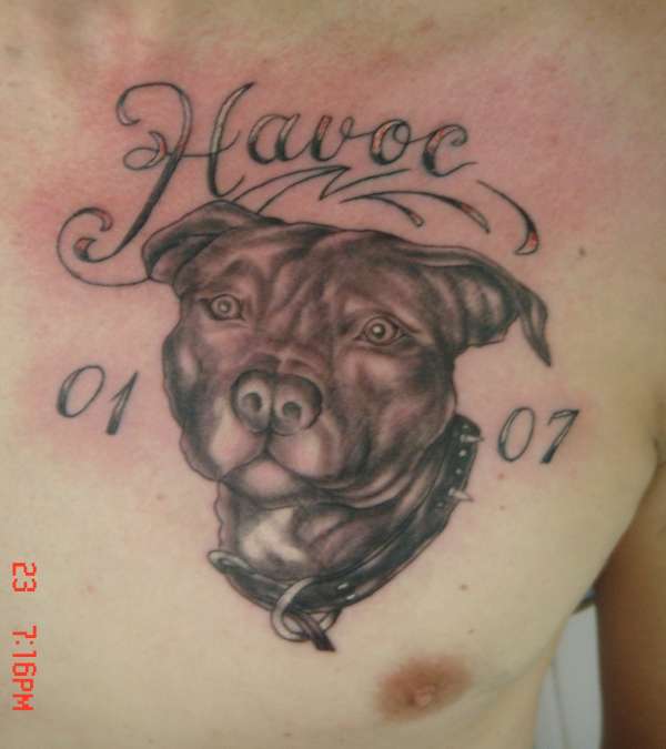 pitbull tattoo