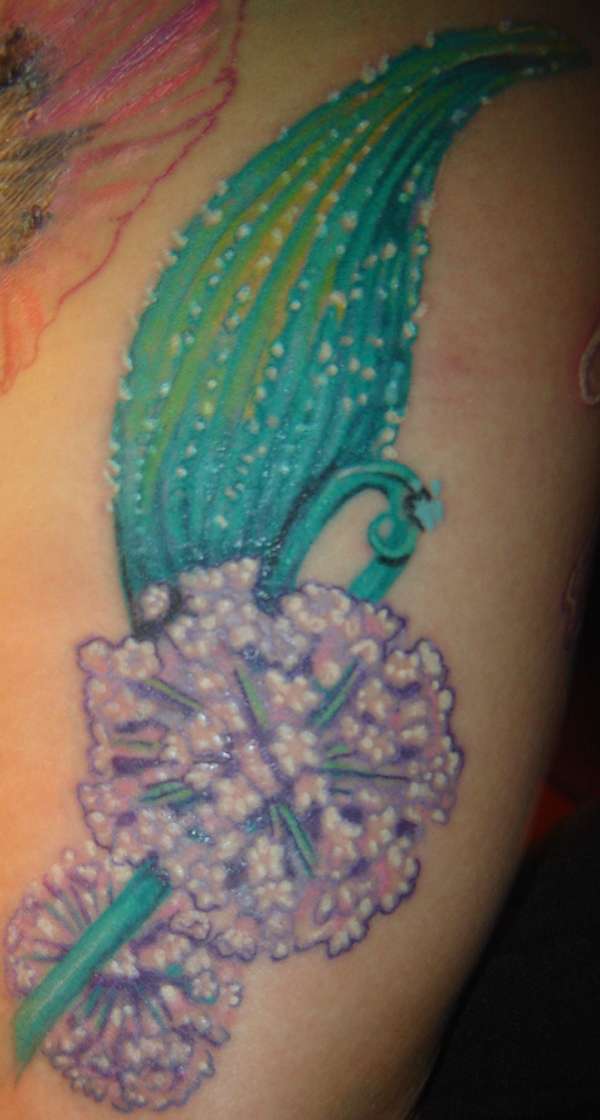 Start of my floral sleeve-Milkweed and pod tattoo