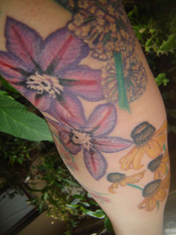 Start of my floral sleeve-Black eyed susans, milkweed & clematis tattoo