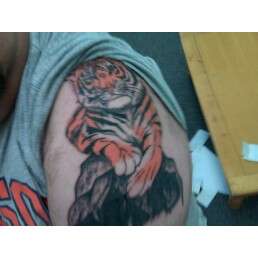 Tiger on a rock tattoo