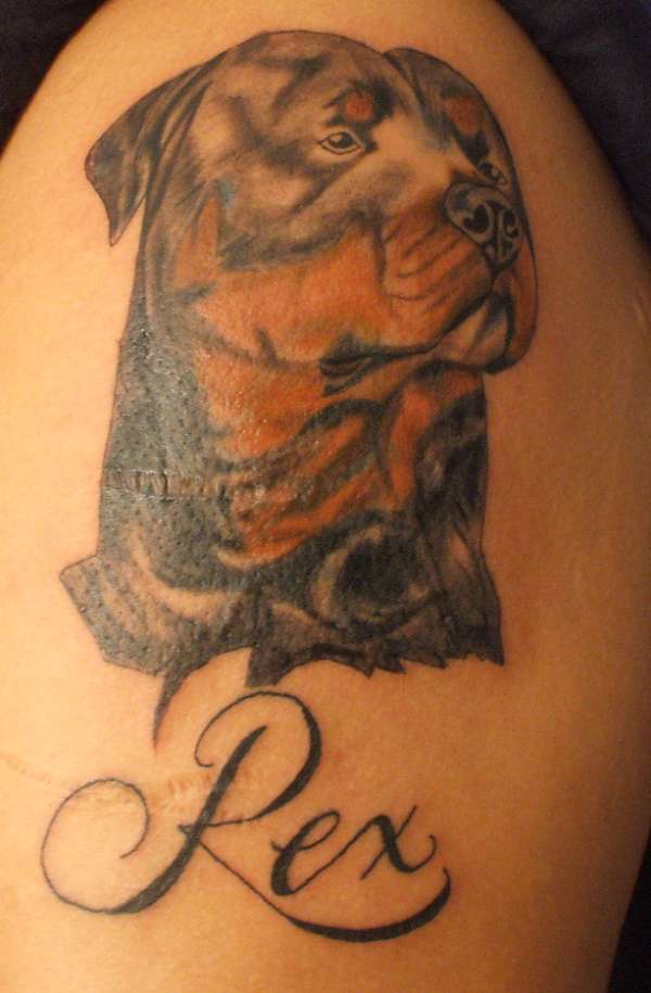 Rottwieler tattoo