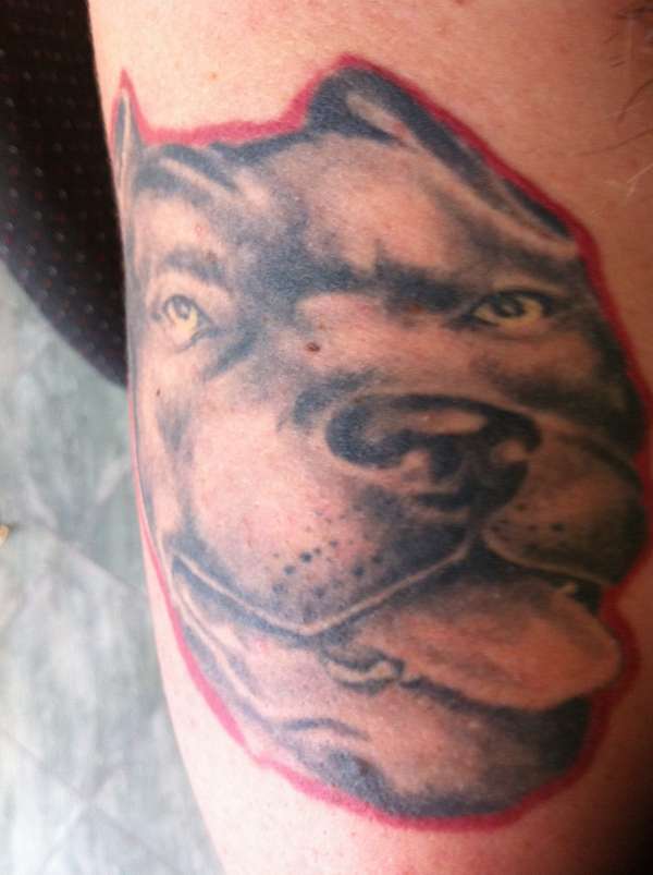 Pit Bull tattoo