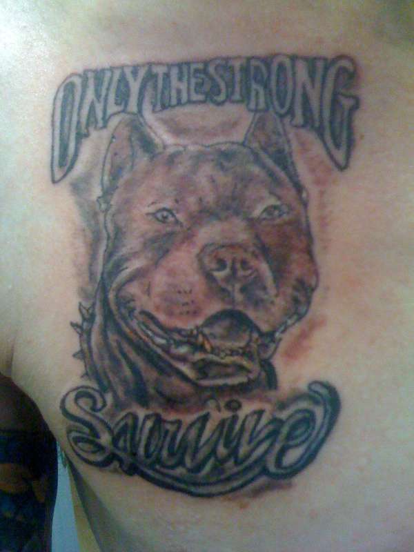 Pitbull tattoo
