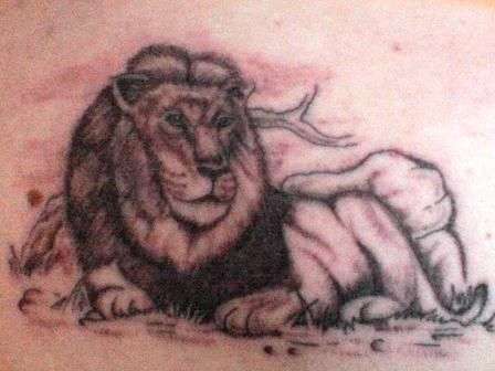 Lion by Scribe Tattooing tattoo