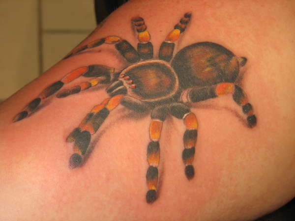 spider tattoo