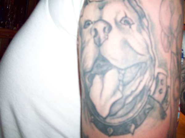 Pitbull tattoo