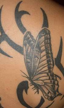 BUTTERFLY WIT TRIBAL LEFT SHOULDER tattoo