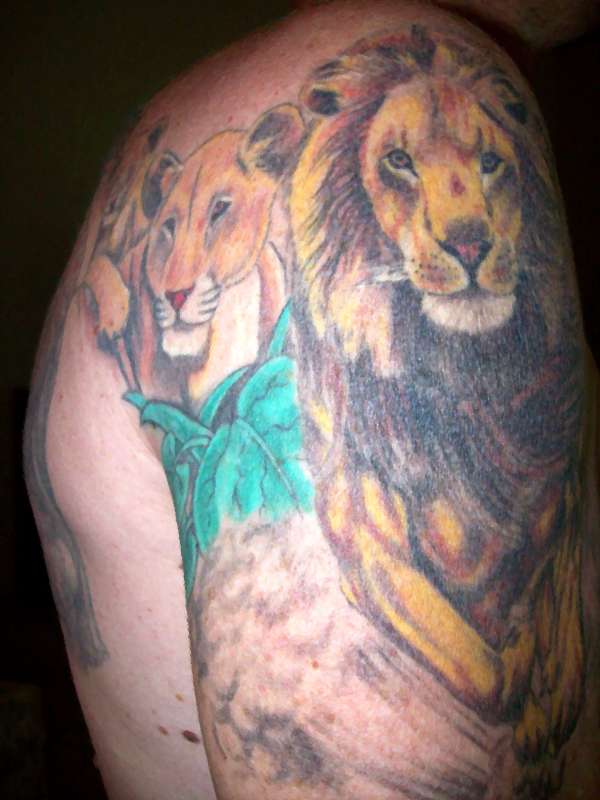 Lion tattoo