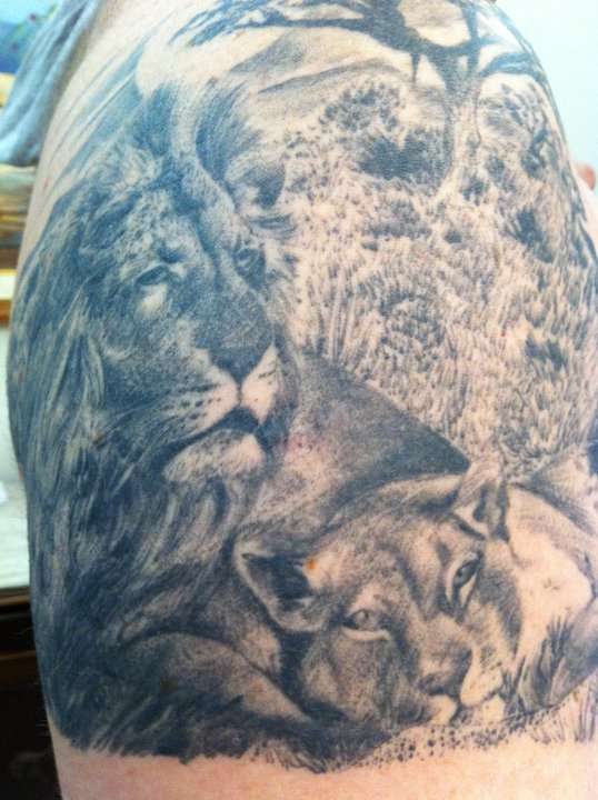 Lions tattoo