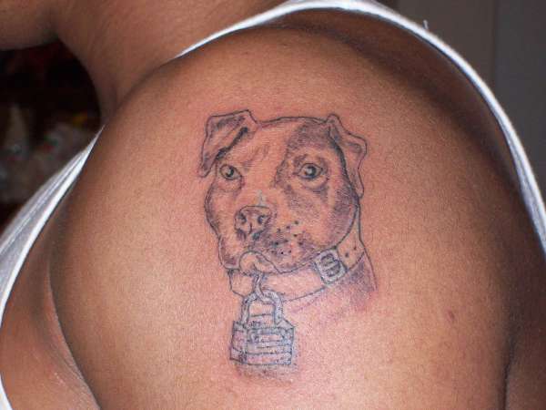 pit bull tattoo