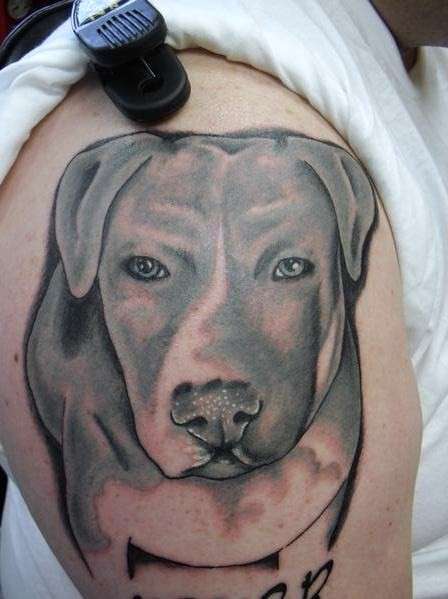 pitbull tattoo