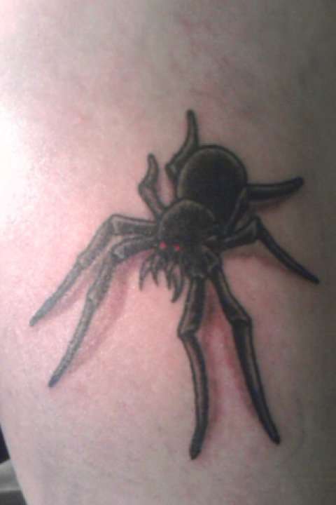 Spider tattoo