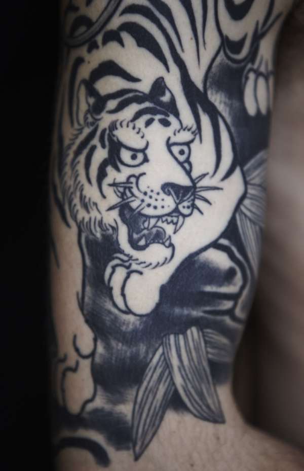 tiger face close up tattoo