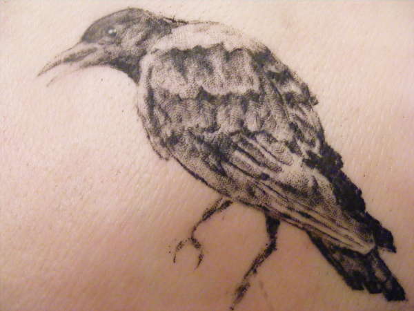 crow (on pigskin) tattoo
