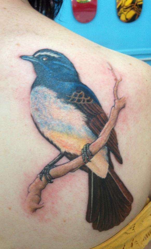 Willy Wagtail tattoo