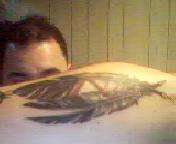 coup feathers tattoo