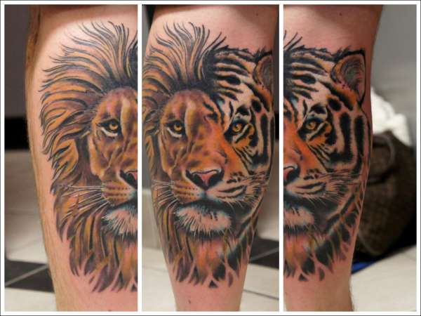 Lion/Tiger Mix - Calf Tattoo