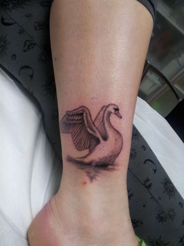 Swan tattoo tattoo