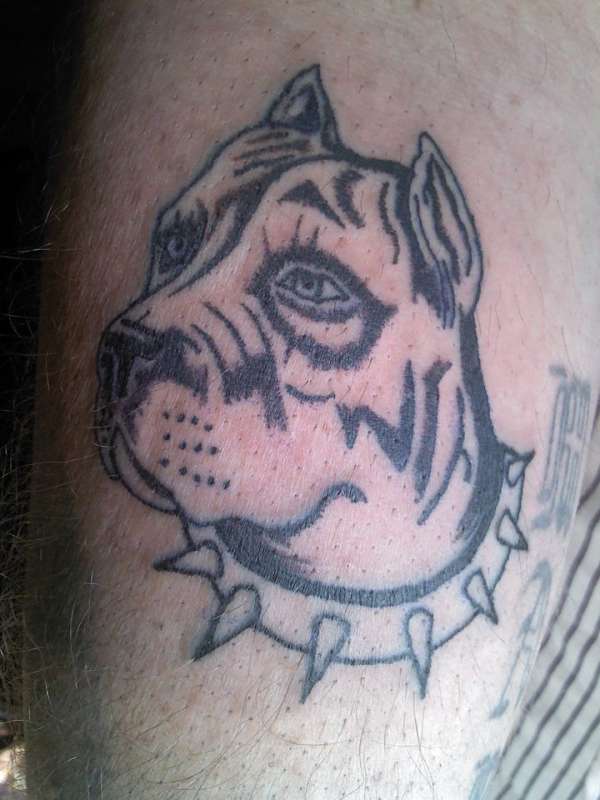pit bull tattoo