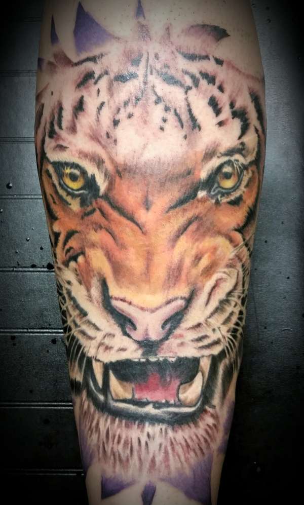 Tiger tattoo 2nd session tattoo