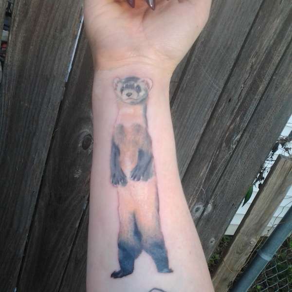 Black-footed ferret tattoo