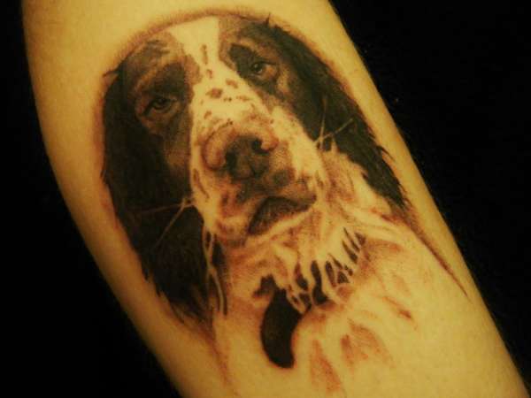 spaniel tattoo