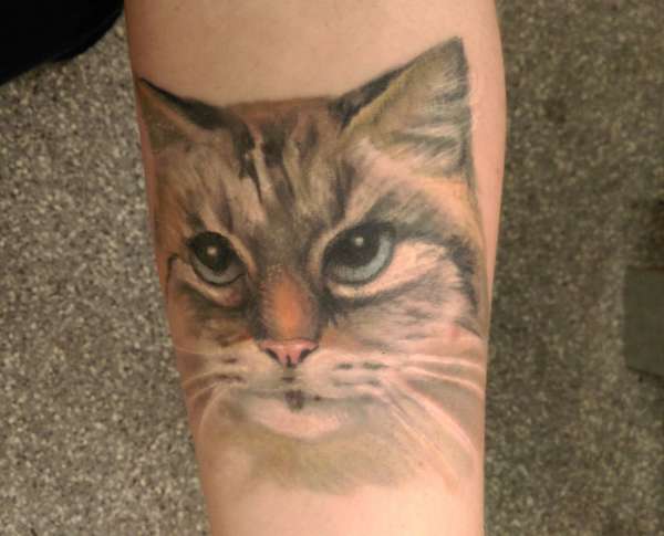 Cat portrait tattoo - healed after touchup tattoo