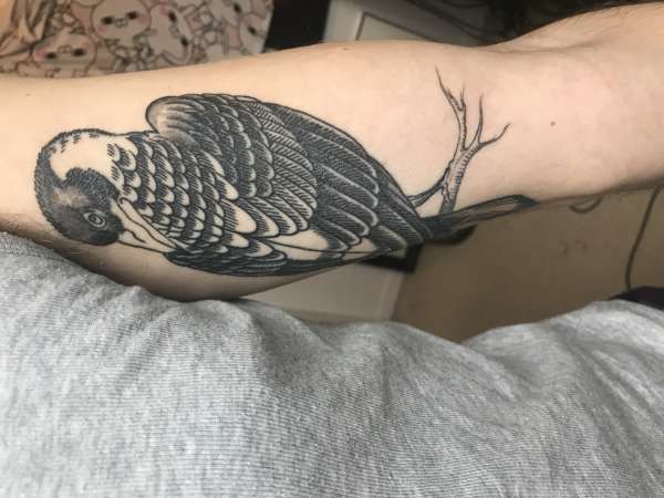 Australian Magpie tattoo