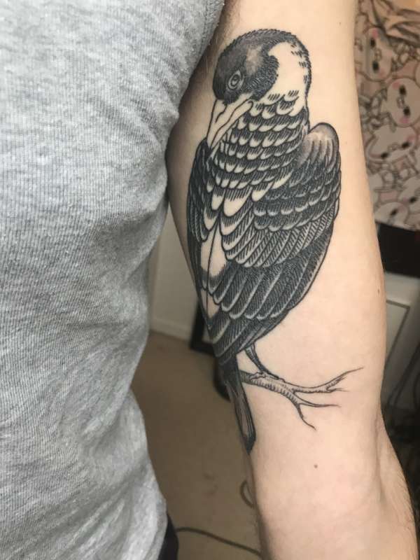 Australian Magpie tattoo