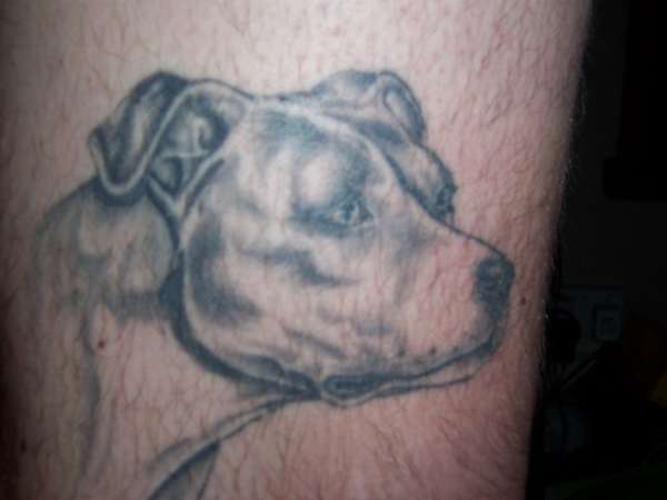 Staffordshire bull terrier tattoo