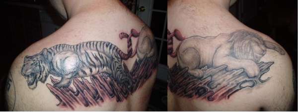 lion and tiger tattoo