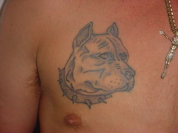 Pitbull (spike) tattoo