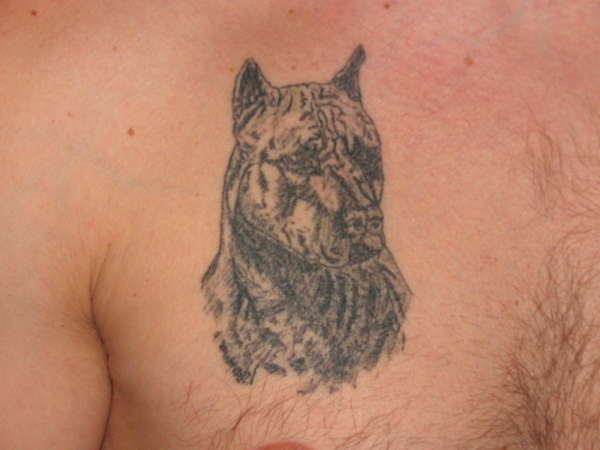 pitbull tattoo