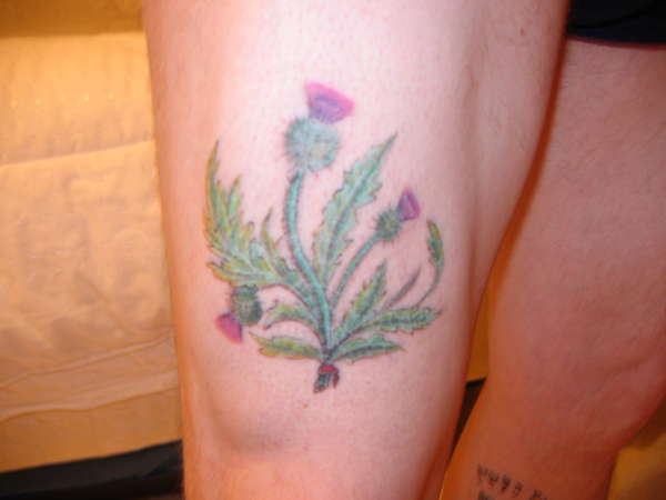 The Thistle of Alba tattoo