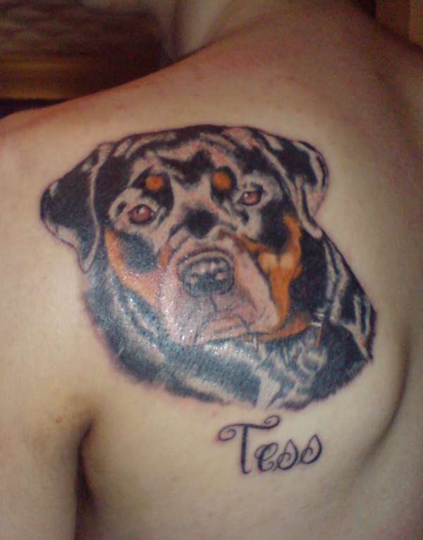 rotty tattoo