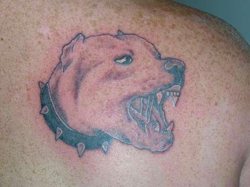 pitbull tattoo