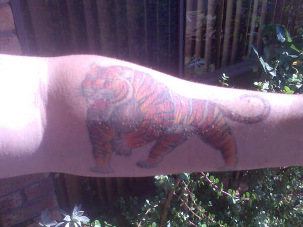 the tiger tattoo