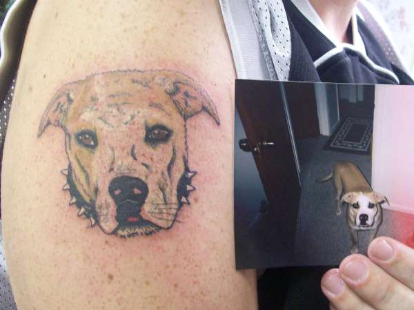 pitbull tattoo