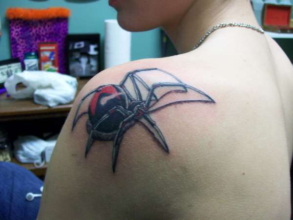 spider tattoo