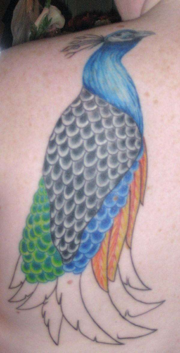 start of peacock backpiece tattoo