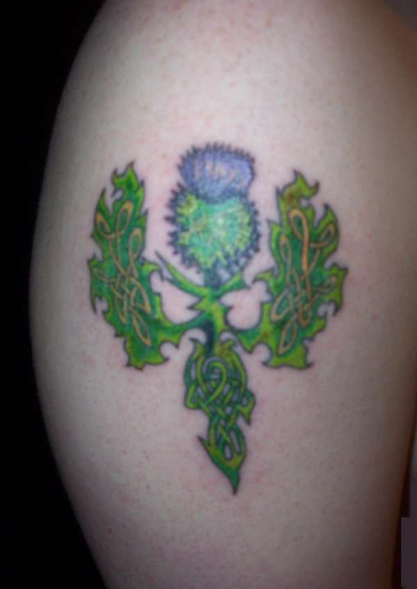 Celtic Band Thistle tattoo