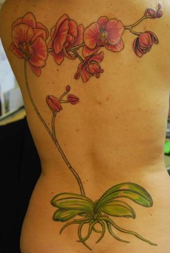 Phalaenopsis tattoo