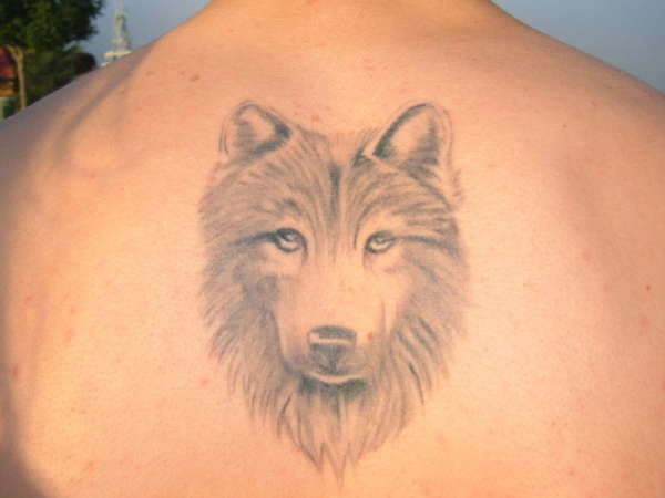 Wolf on back tattoo