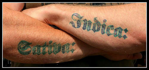 SATIVA / INDICA  my favourite gurrls tattoo