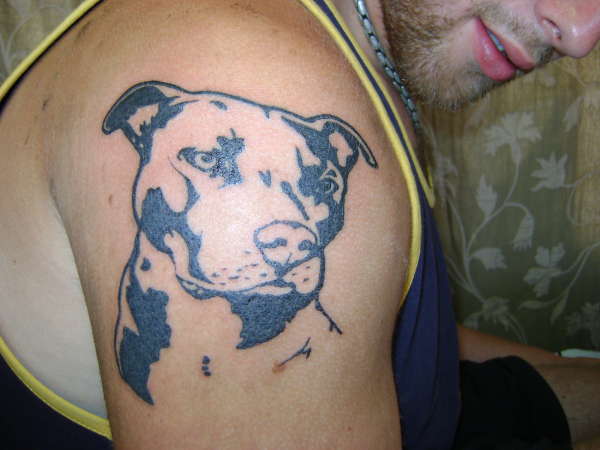pitbull tattoo