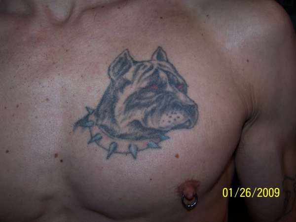 pitbull tattoo