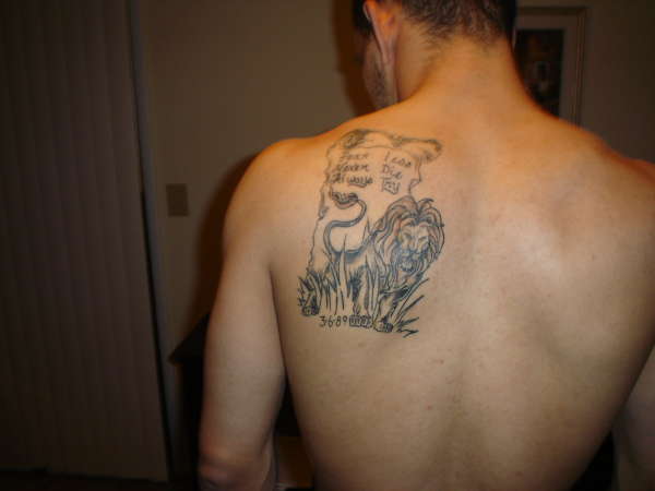 Birth of the Lion, Healed picture tattoo