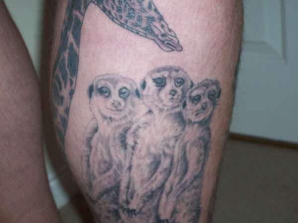 Meercats close up tattoo