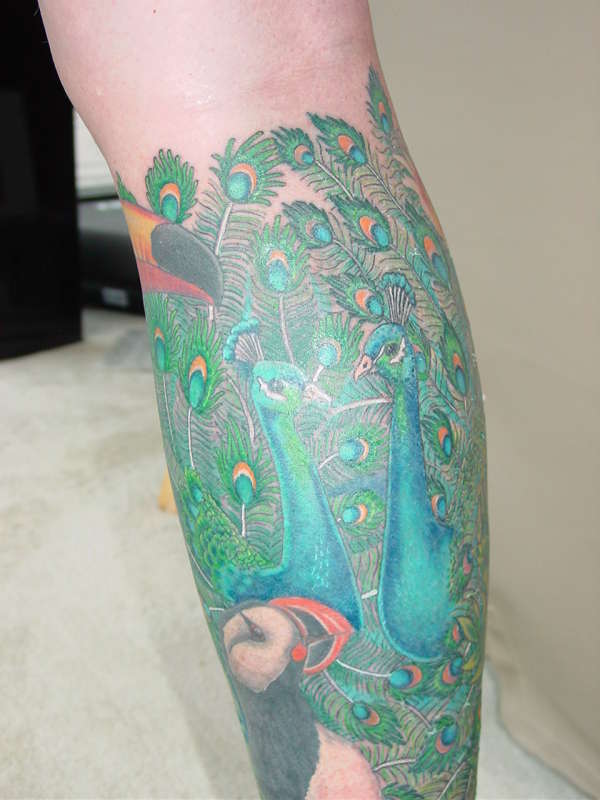 PEACOCK DONE  --best picture i can find ! tattoo
